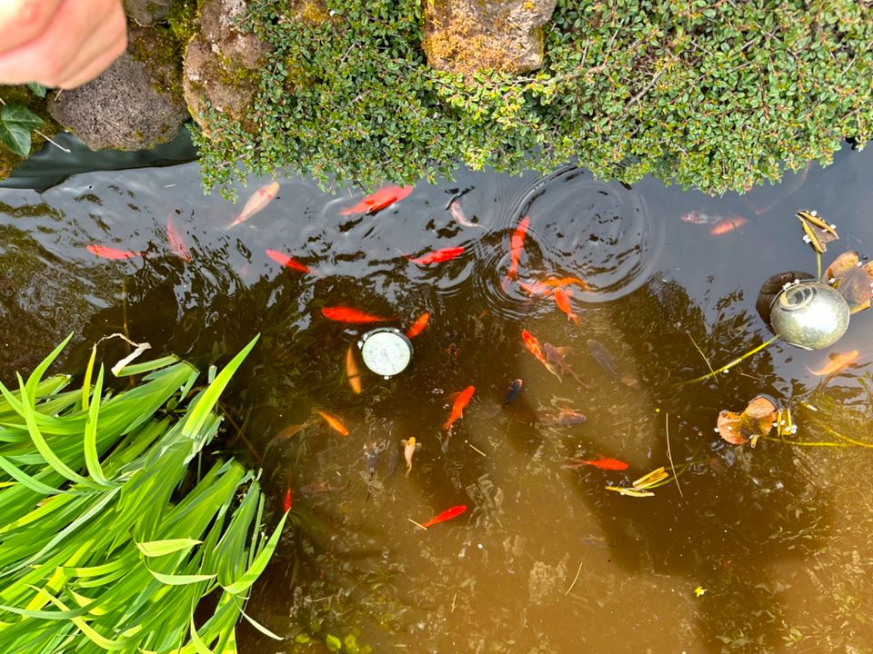 Wunderschöne Teichfische Shubunkin in Bad Breisig 