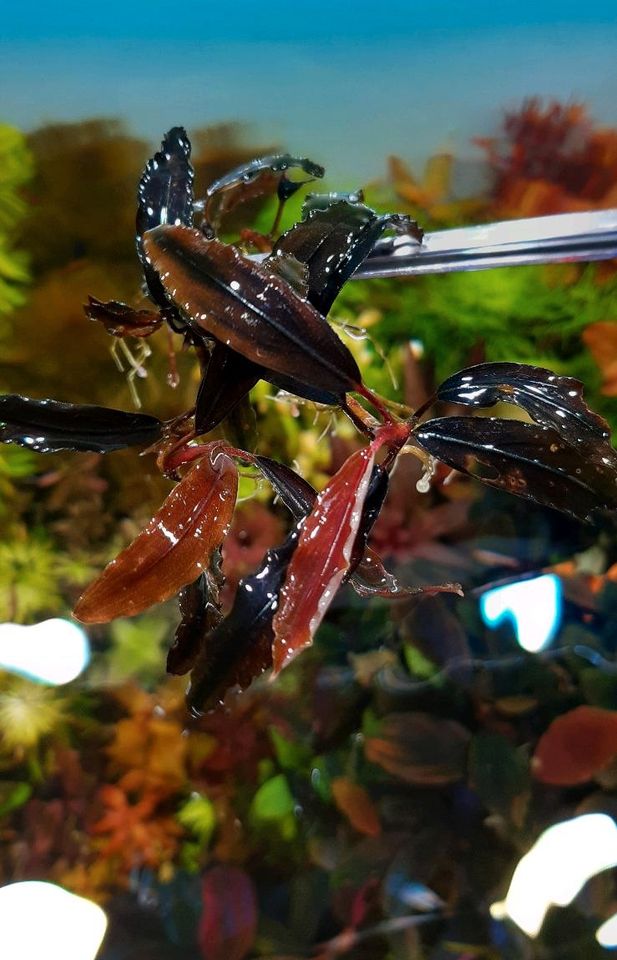 New ⭐❤ Red Chili 2x ❤⭐ Rare Bucephalandra Aquarium Garnelen in Freiburg im Breisgau