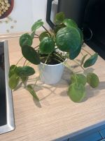 Pilea Ufopflanze Baby Ableger Bayern - Kolitzheim Vorschau