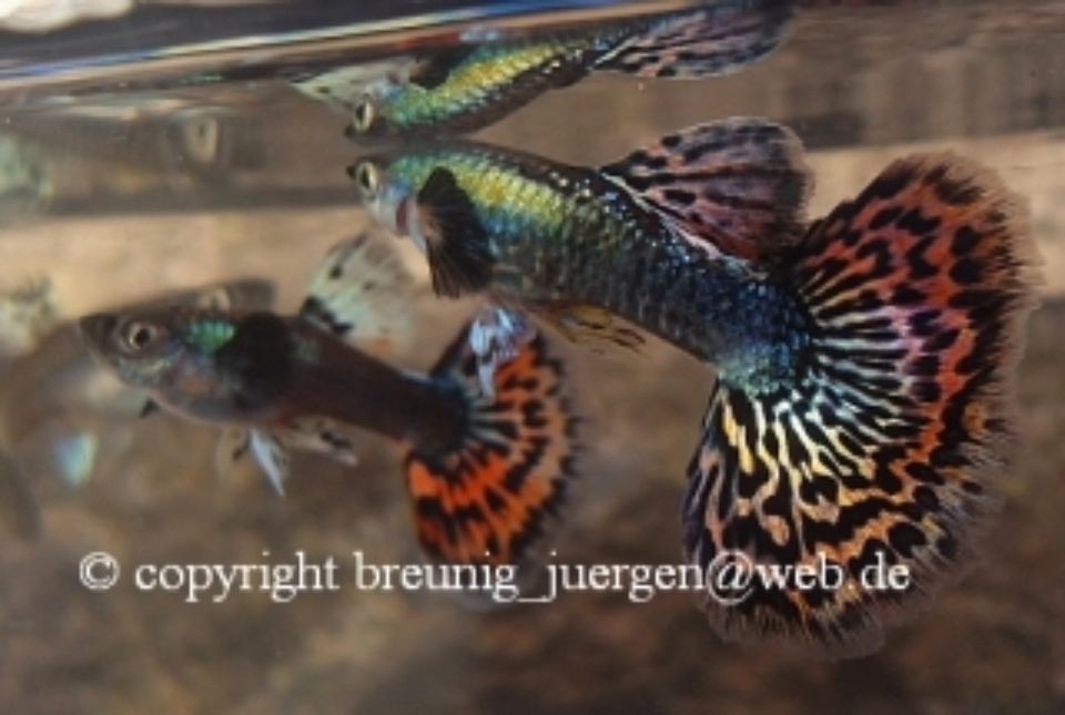 Guppy Mosaik Multicolor direkt vom Züchter in Klingenberg am Main