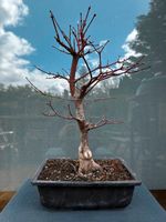 Fächerahorn Bonsai (Acer palmatum Osakazuki) Japan Import Saarbrücken-West - Klarenthal Vorschau