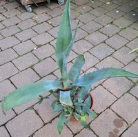 Agave klein Bayern - Moosthenning Vorschau