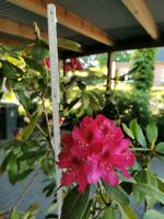 Rhododendron, pink, mittelspät blühend Niedersachsen - Harsefeld Vorschau