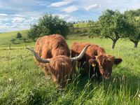 Schottisches Hochlandrind, Highland Cattle Bulle Baden-Württemberg - Bühlertann Vorschau