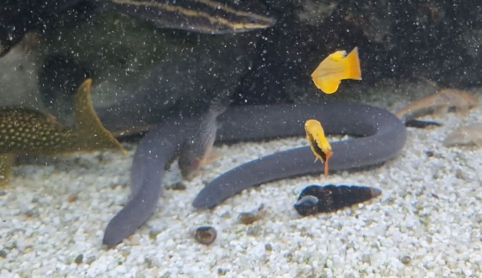 Schwimmwühle friedlich für jedes Becken ab 20cm SELTEN/Rarität in Essen