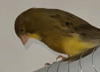 Kanarienvögel Männlich sehr Aktiv und Gesund singt gut Hessen - Rüsselsheim Vorschau