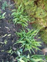 Lilien ,Blüte in orange Baden-Württemberg - Singen Vorschau