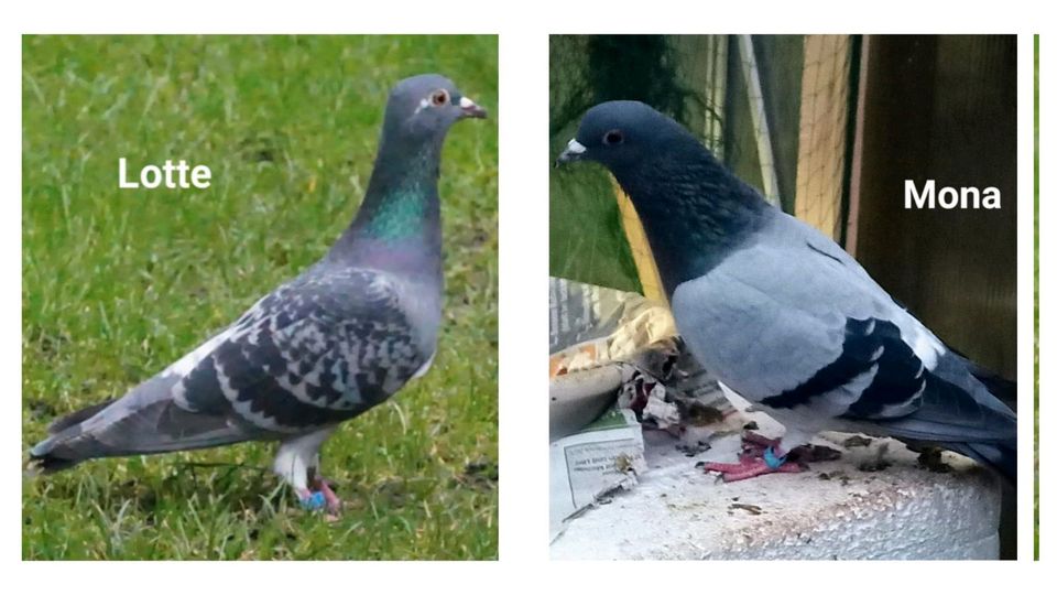 Beringte Taube / Tauben entflogen in Nordrhein-Westfalen - Oberhausen |  Katzen und Hunde entlaufen | eBay Kleinanzeigen ist jetzt Kleinanzeigen