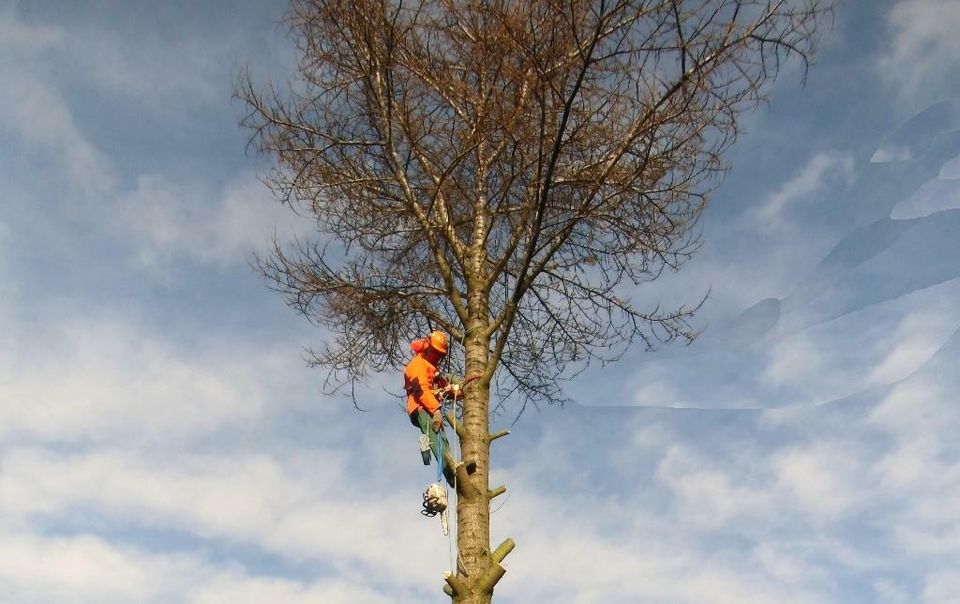 Rasenmähen, vertikutieren, aerifizieren, Rollrasen, Gartenpflege in Hamburg