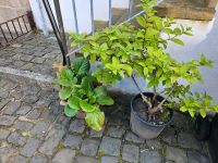 Pflanze und kleine Baum Saarland - Wadgassen Vorschau