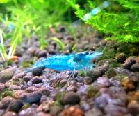 Blue Jelly Garnelen neocaridina davidi zwerg Garnele Berlin - Lichtenberg Vorschau