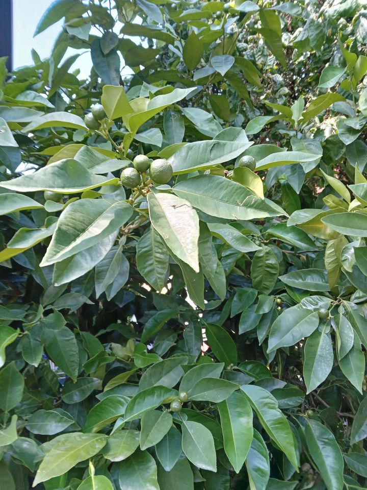 Kaffirlimettenbaum in Muggensturm