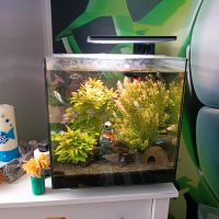 Aquarium 60l nano cube Nordrhein-Westfalen - Schloß Holte-Stukenbrock Vorschau