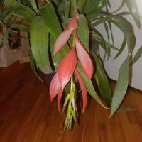 Zimmerhafer, schön blühende Bromelienart Baden-Württemberg - Rheinfelden (Baden) Vorschau