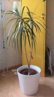 Drachenbäumchen, Dracaena marginata, 1,10 m hoch, Abholung München - Schwabing-Freimann Vorschau