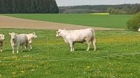 Bio Charoliai Mutterkühe Bayern - Ried Vorschau