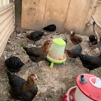 Maran legehennen (Schokoleger),Hühner,Hennen mit Plicht Impfungen Baden-Württemberg - Brackenheim Vorschau