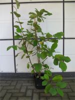 Magnolia sieboldii, Magnolie, Sommermagnolie, 80/100 cm Nordrhein-Westfalen - Velbert Vorschau