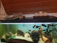 Fischaquarium mit Fischen, Pumpe und Heizung zu verkaufen Bayern - Aichach Vorschau