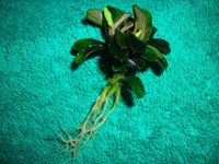 Bucephalandra Kedagang Mini 1 Pflanze mit Wurzeln Wuppertal - Vohwinkel Vorschau