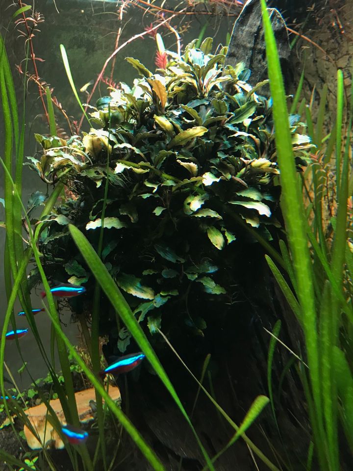 Aquarien Pflanze Bucephalandra zum Begrünen von Wurzeln etc. in Sehnde