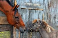 Kleine Reitanlage für therapeutisches Reiten gesucht! Nordrhein-Westfalen - Heinsberg Vorschau