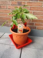 Chili Pflanze Mild Chili red Nordrhein-Westfalen - Troisdorf Vorschau