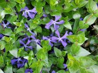 15 Vinca Minor, bewurzelte Ableger,  BIO blau-violette Blüten Nordrhein-Westfalen - Erkelenz Vorschau