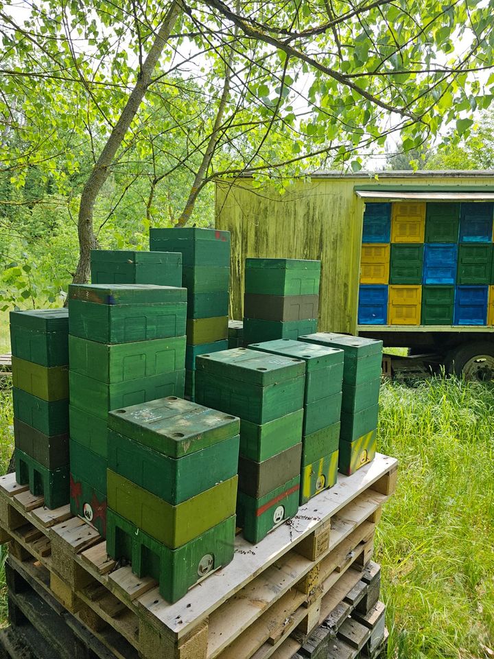 Bienenkönigin, Buckfastweiseln , Bienen in Schwedt (Oder)