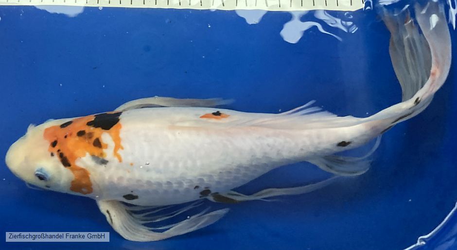 Koi ab 20 cm bis 50 cm, auch Butterfly (bis 40cm) in Neukirchen/Erzgeb