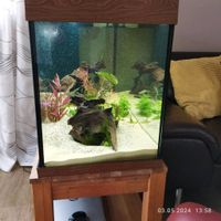 Aquarium von Juwel 240 lLED Saarland - Mandelbachtal Vorschau