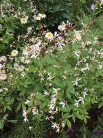 Dreiblattspiere, Rarität, Staude mit weißen Blüten, Halbschatten Niedersachsen - Dötlingen Vorschau