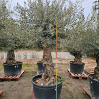 Olivenbaum Olea europea Bonsai Gartenpflanze Hessen - Wiesbaden Vorschau