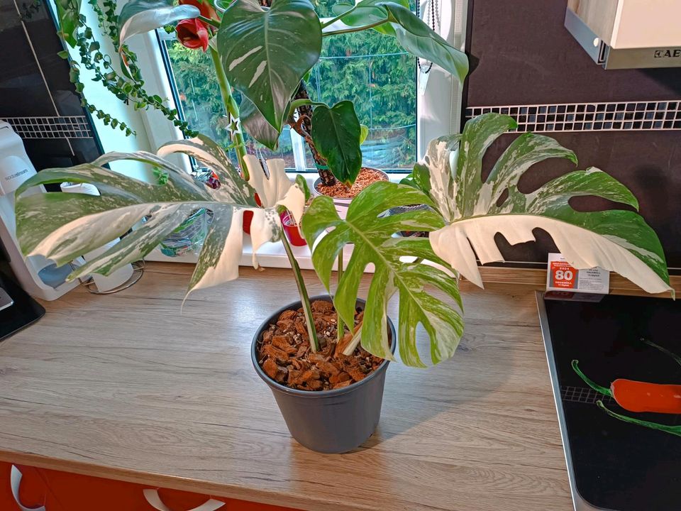 Monstera variegata in Zempin