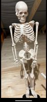 Skelett zu Anschauungszwecken Nordrhein-Westfalen - Unna Vorschau