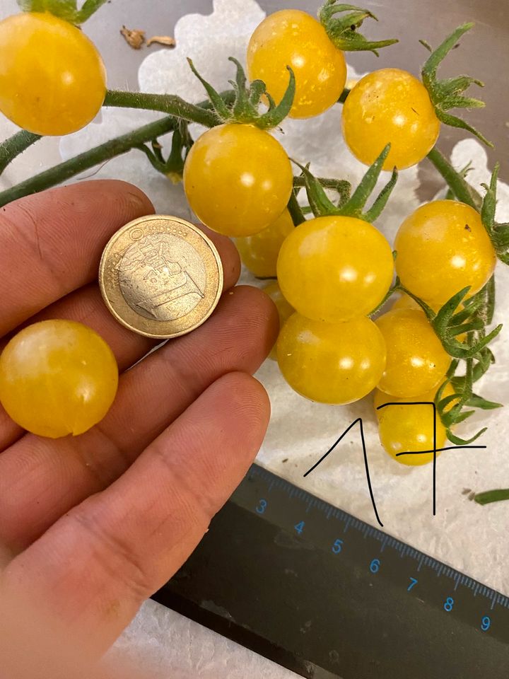 Wild Tomaten Runde glasige gelbe kleine Kirschtomaten Alte Sorte in Esslingen