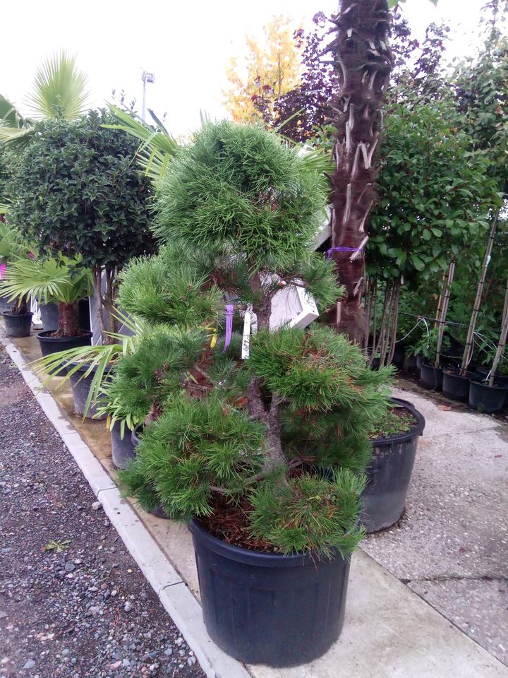 Pinus nigra austrica Bonsai 140/150cm -  schwarz Kiefer in Dreieich