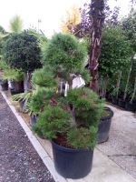 Pinus nigra austrica Bonsai 140/150cm -  schwarz Kiefer Hessen - Dreieich Vorschau