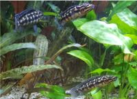 Julidochromis transcriptus schwarzweiße Schlankcichlide München - Schwabing-Freimann Vorschau