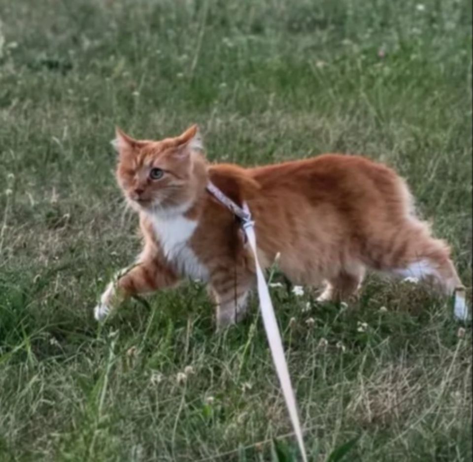 Siri Handicat sucht besondere Familie in Dresden