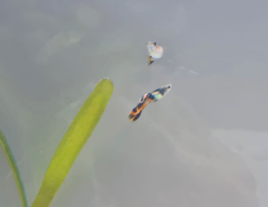 Guppys für Aquarium abzugeben in Freystadt