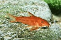 Aspidoras C125 red Panzerwelse Corydoras Sachsen-Anhalt - Frose Vorschau