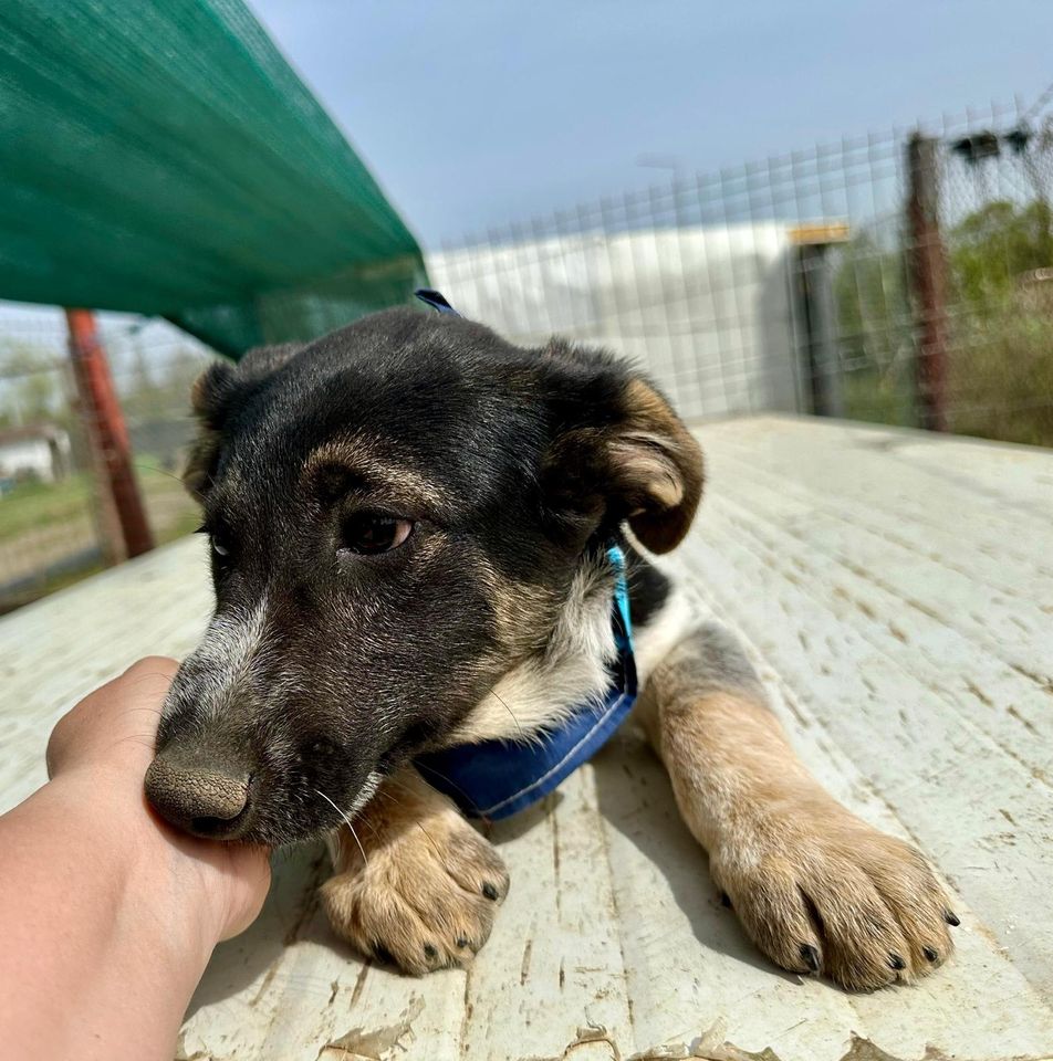 Welpe Snoopy sucht sein Glück in Gerlingen