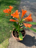 Pflanze Clivie mit neuer Blüte orange Brandenburg - Heidesee Vorschau