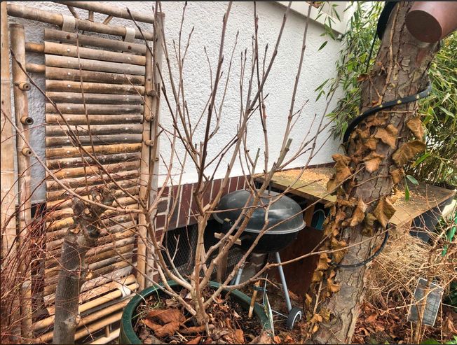 Verschiedene große Hecken Sträucher in Mannheim