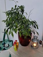 Ficus blumen pflanzen tausch Kr. München - Unterschleißheim Vorschau
