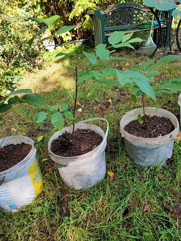 Nussbaum Juglans Regia (Walnuss Baum) Ableger Setzling Sprössling in Karlsbad