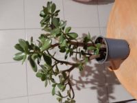 Geldbaum; Pfennigbaum, (Crassula) ca. 40 cm Bayern - Kronach Vorschau