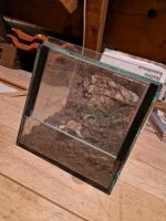 Terrarium  20x20x20 mit Rückwand Niedersachsen - Hude (Oldenburg) Vorschau