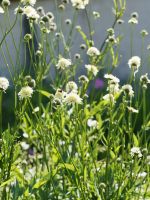 Gelbe Skabiose 4,49€ - Scabiosa ochroleuca Pflanzen Stauden Blume Bayern - Veitshöchheim Vorschau